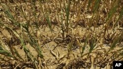 Corn stalks struggling from lack of rain and a heat in Farmingdale, Illinois