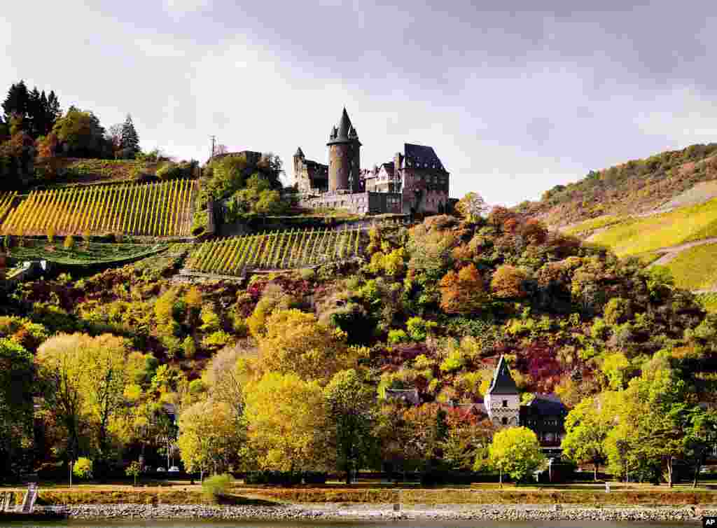 An old castle is seen above colorful trees and vineyard looking over the river Rhine near the village of Bacharach, Germany.