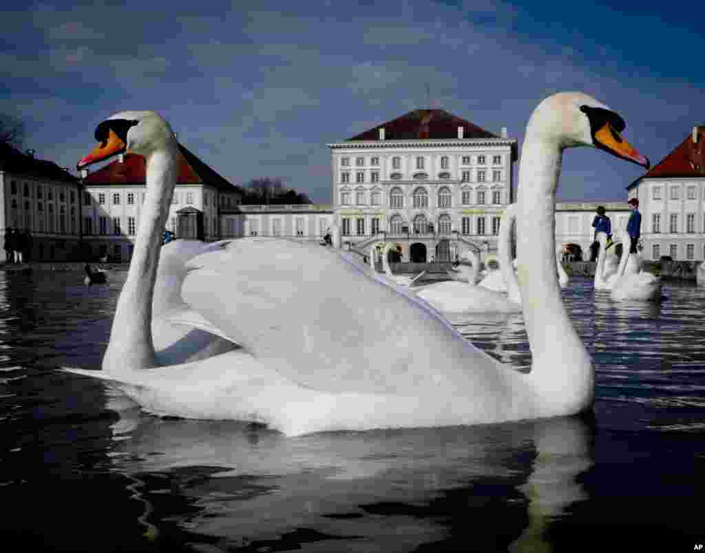 Swans glide over a small pond in front of the Nymphenburg Castle in Munich, southern Germany.