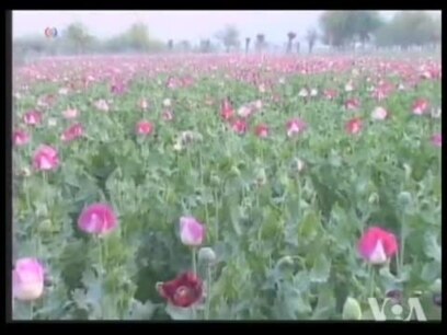 Afg'onistonda afyun yetishtirish hajmi oshgan
