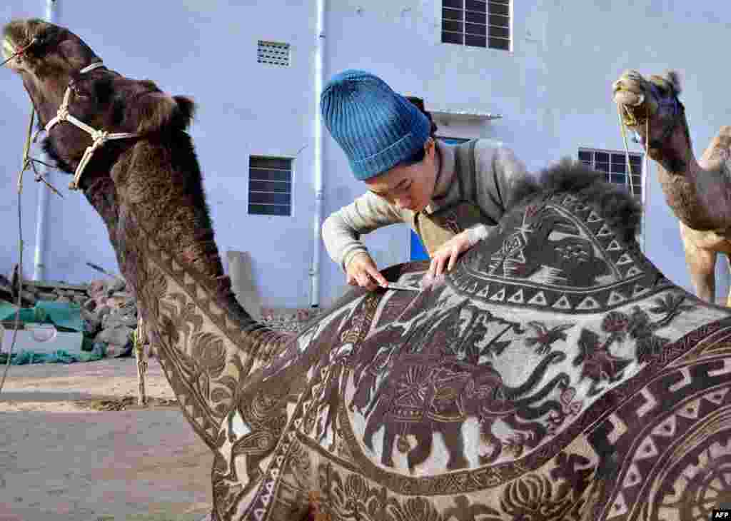Japanese hairdresser Megumi Takeichi cuts patterns into the hair of a camel ahead of the Bikaner Camel Festival in Bikaner in the western Indian state of Rajasthan.