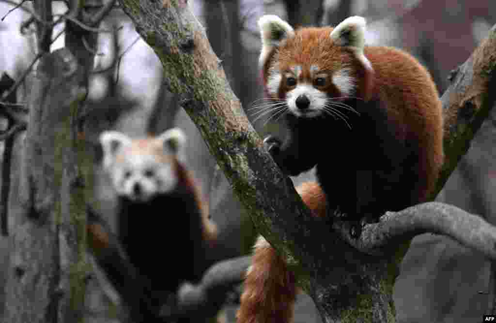 Two Red Pandas climb trees in their enclosure in Berlin's Tierpark zoo, Germany.