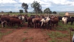 criadores de gado recebem ultimatum para abandonarem terra no Namibe - 2:53