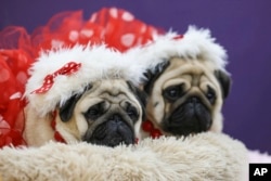 Pugs sit after being groomed in the benching area during the 149th Westminster Kennel Club dog show, Feb. 10, 2025, in New York.