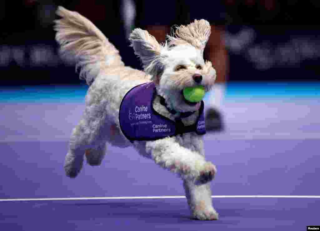 A dog from the charity 'Canine Partners' acts as ball boy for a game during a Champions Tennis doubles match between Mansour Bahrami and Juan Carlos Ferrero vs Henri Leconte and Mikael Pernfors at the Royal Albert Hall in London, Britain, Dec. 6, 2018.