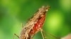 Amazon Deforestation Sparks Surge in Malaria