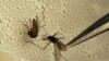 Mosquito