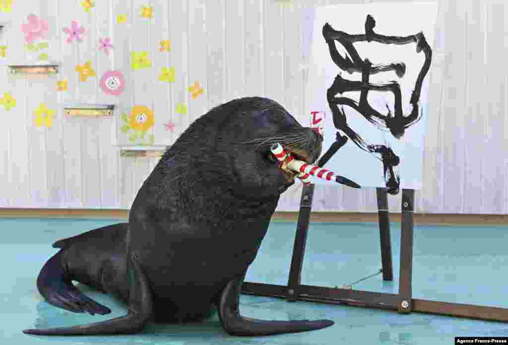 Sea lion Leo poses after writing the Chinese character for "tiger", which is the upcoming new year's Chinese zodiac sign, during a press preview at Hakkeijima Sea Paradise in Yokohama, Japan.