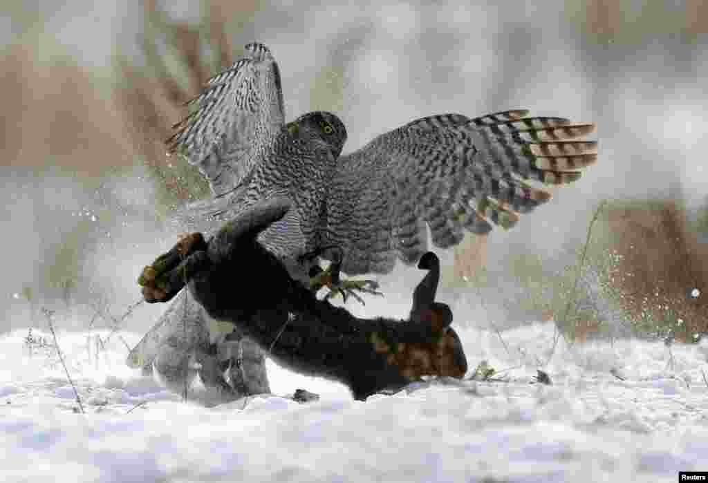 A tamed hawk attacks a rabbit during a traditional hunting contest in Almaty, Kazakhstan, Dec. 2, 2018.