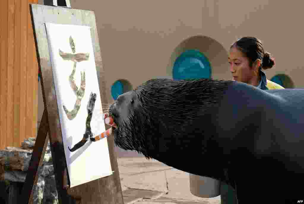 Fifteen-year-old sea lion 'Leo' writes the Chinese characters for wild boar in preparation for the upcoming new year, at Hakkeijima Sea Paradise in Yokohama, suburban Tokyo, Japan.