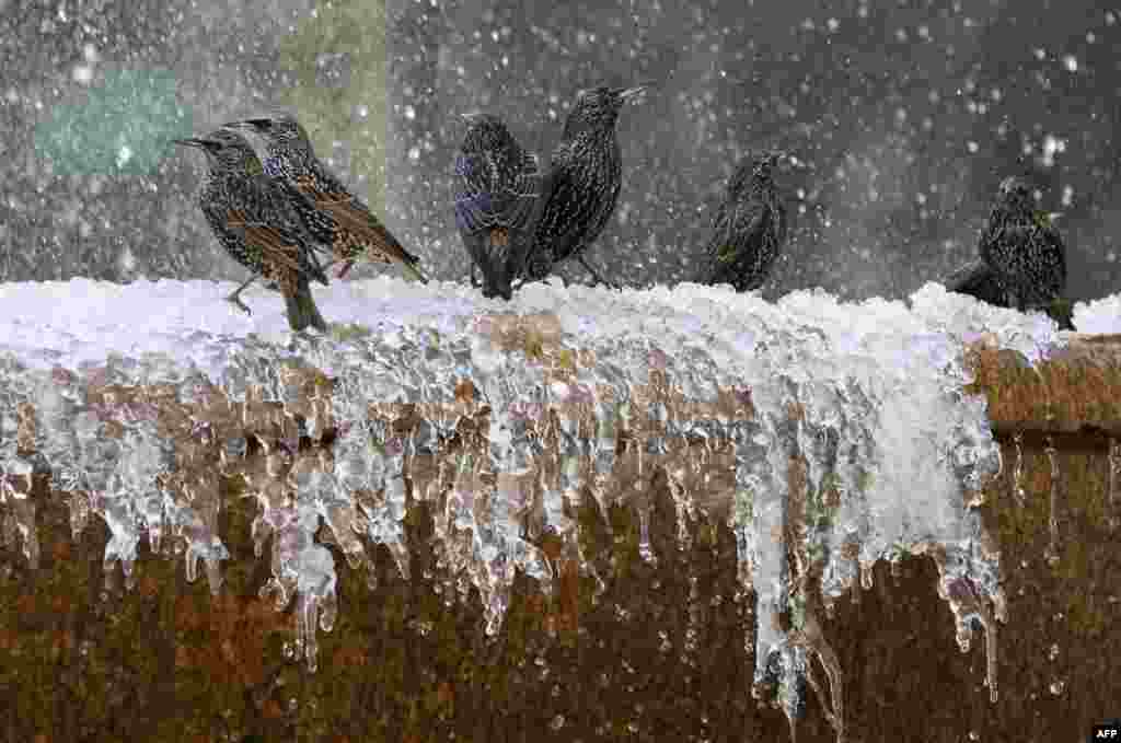 Birds play in the frozen fountain in Bryant Park in New York City, which was hit with bitter temperatures and high winds. The low for Friday was 22 Farenheit (-5.5 Celsius).