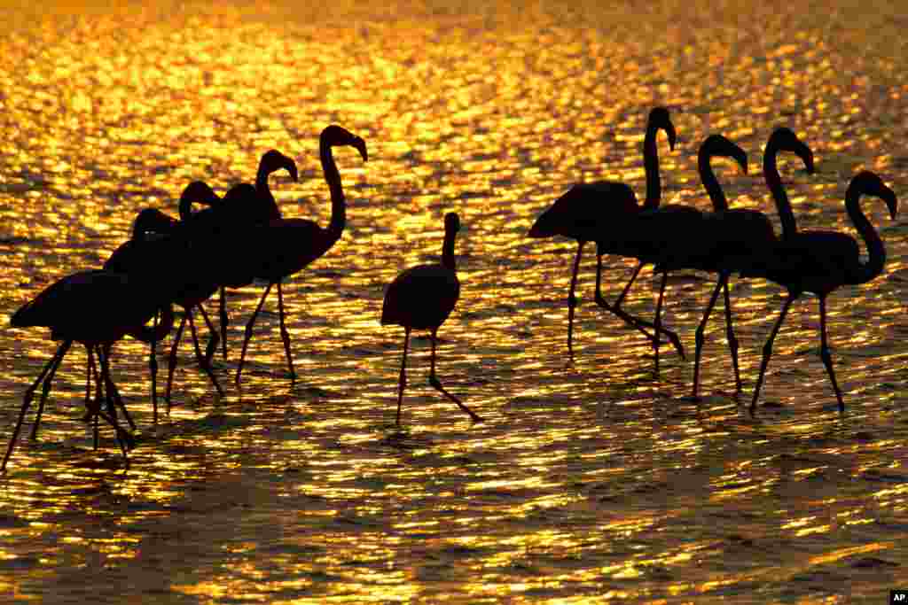 Flamingos search for food in a pond near Gan Shmuel, Israel.