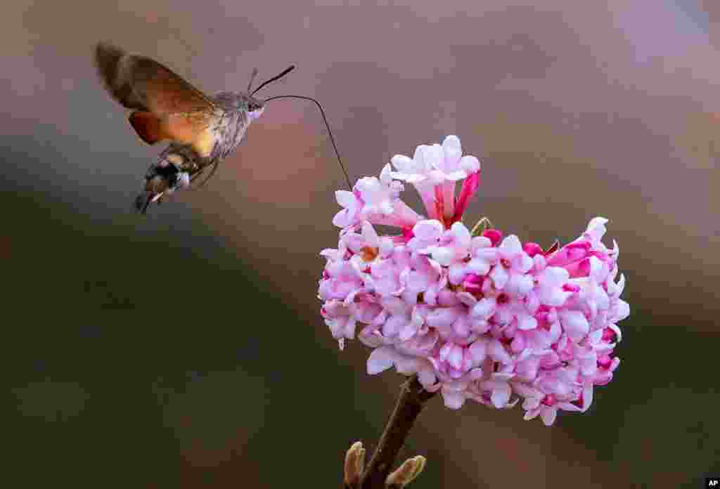 An insect flies on a flower during springlike temperatures at the horticultural exhibition 'ega' (Erfurt Garden Construction Exhibition) in Erfurt, Germany.
