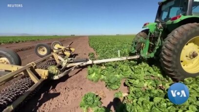 Food Distribution Disrupted, Farmers Seek Solutions