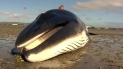 Sharp Rise in Whale Deaths Being Investigated