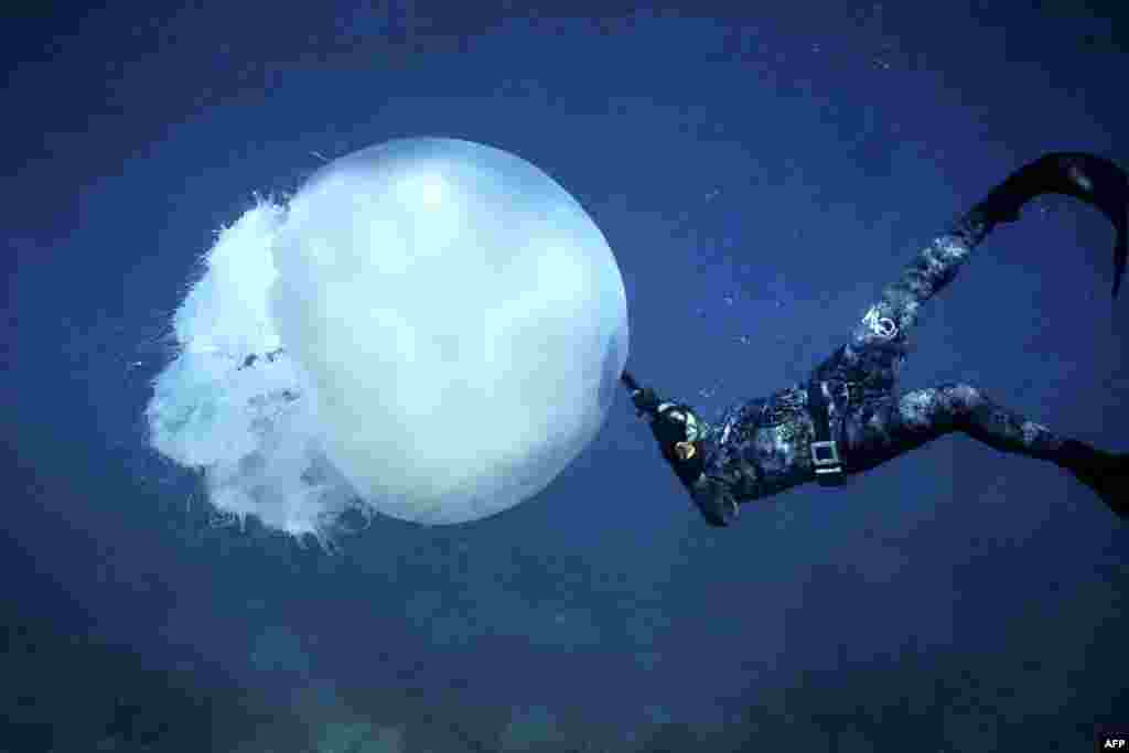 A free-diver swims near a big jellyfish off the coast of Lebanon's northern city of Batroun.