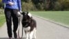 Can Dogs Help Reverse Human Aging ?