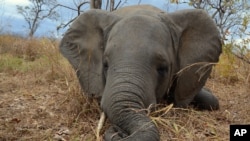 En esta foto de 2014 un elefante muerto por cazadores furtivos en Mozambique. Foto proporcionada por la Sociead de Conservación de la Vida Silvestre.