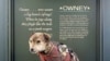 Here’s Owney after a taxidermist was through with him, wearing many of the tags his human pals gave him.