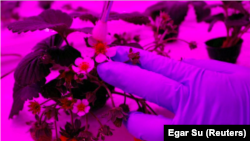 An employee pollinates a strawberry plant at Sustenir Agriculture's indoor farm in Singapore May 24, 2019. (REUTERS/Edgar Su)