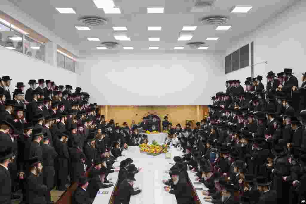 Ultra-Orthodox Jews of the Nadvorna Hasidic dynasty celebrate the Jewish feast of 'Tu Bishvat' or "New Year of the Trees" in the town of Bnei Brak, Israel.