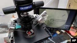 FILE - Lab staff use articulated hand controls to extract cells from embryos, shown on the monitor at right, that are then checked for viability at the Aspire Houston Fertility Institute in vitro fertilization lab in Houston, Texas, Feb. 27, 2024. 