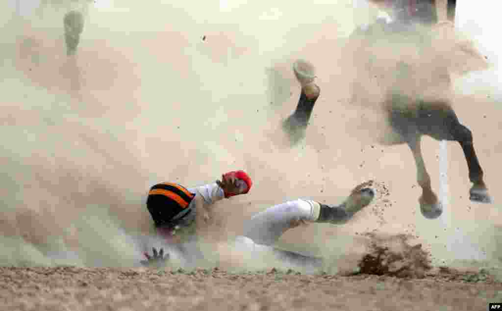 A jockey and his horse fall as they compete in a purebred Arabian horse race on the sidelines of the Mazayin Dhafra Camel Festival in the desert, 150 kilometers west of the United Arab Emirates' capital Abu Dhabi.