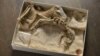 A skeleton of a 30-million-year-old fossil dog, Archaeocyon (“ancient dog”), is seen in the American Museum of Natural History canid collection. (Credit: © AMNH/D. Finnin)