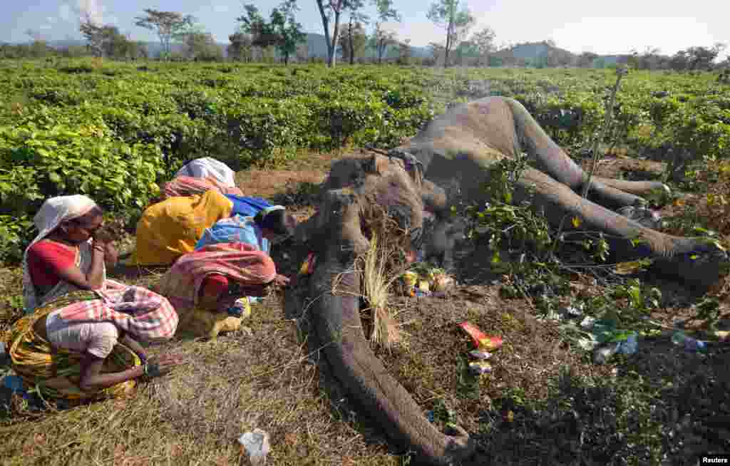 Women pray next to the carcass of a male elephant, who according to forest officials succumbed to injuries after a fight with another elephant, at a tea garden in Nagaon district in the northeastern state of Assam, India.