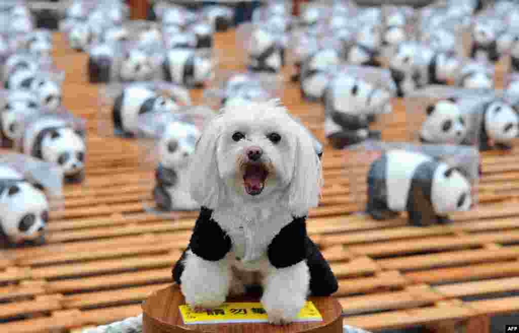 A dog dressed up in a panda outfit takes part in an exhibition called "Pandas on Tour" in front of the Taipei City Hall on March 2, 2014.