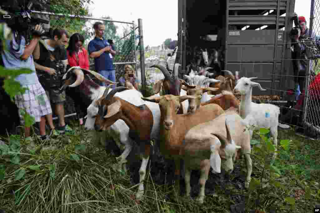 Reporters photograph goats as they are released from a trailer at Congressional Cemetery in Washington, D.C. More than 100 goats will be taking over the cemetery to help clean up brush in an area away from the graves. The goats will graze 24 hours a day for six days to eliminate vines, poison ivy and weeds, while also "fertilizing the ground."