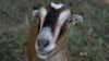 Goat Mowers – A New Way to Eliminate Unwanted Plants