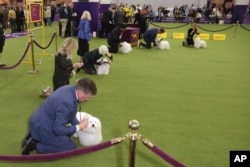 Coton de Tulear dogs are groomed during judging at the 149th Westminster Kennel Club dog show, Feb. 10, 2025, in New York.