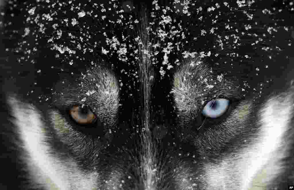 A dog waits for the start of the Sedivackuv Long dog sled race near the village of Destne v Orlicky Horach, Czech Republic.
