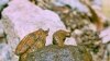 Frog Skin Oozes Possibly Powerful Antibiotic