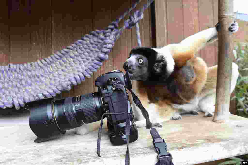 Poppy, a female Crowned sifaka, inspects a photographer's camera in the enclosure at the zoo of Mulhouse, eastern France.