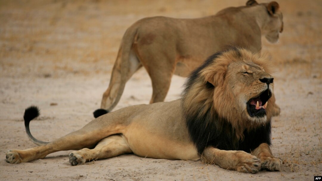 This handout picture taken on October 21, 2012 and released on July 28, 2015 by the Zimbabwe National Parks agency shows a much-loved Zimbabwean lion called "Cecil" which was allegedly killed by an American tourist.