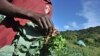 FILE - Spinach and other fresh produce should be picked at least 24 hours after rain or irrigation to reduce the risk from Listeria, a bacteria that can cause illness if consumed at unsafe levels, a study finds.