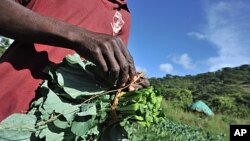 FILE - Spinach and other fresh produce should be picked at least 24 hours after rain or irrigation to reduce the risk from Listeria, a bacteria that can cause illness if consumed at unsafe levels, a study finds.