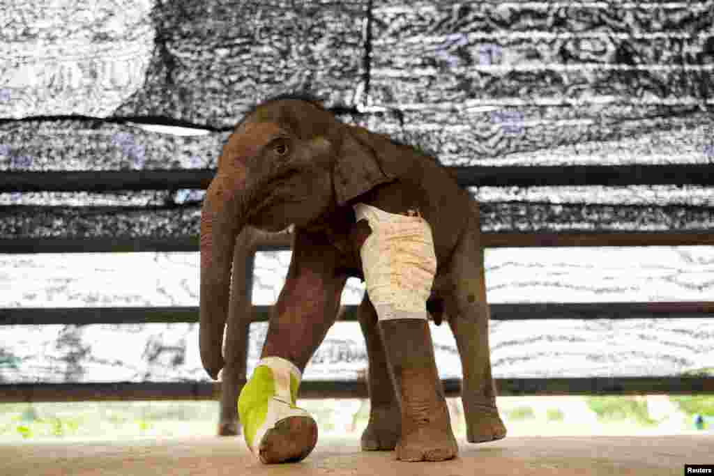 A three-month-old baby elephant is seen recovering in Nong Nooch Tropical Garden in Chonburi, Thailand, following lifesaving treatment after being shot several times and caught in a hunter's trap.