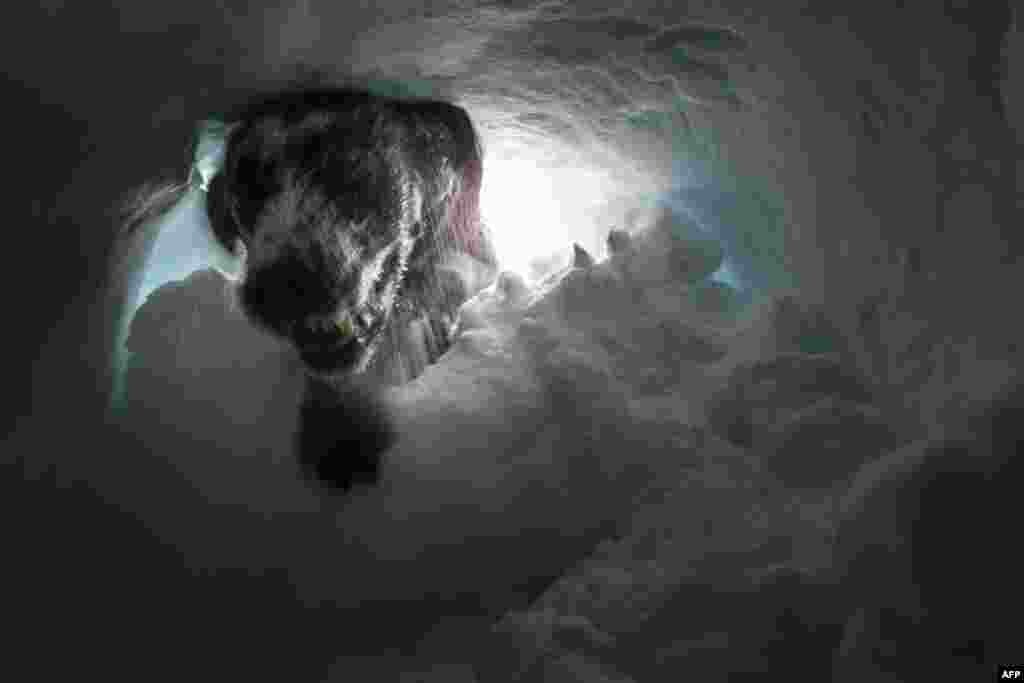 A dog searches for a victim during a final exam offering the avalanche dog handler degree on Jan. 24, 2019, in the Prarion sector in Les Houches, central-eastern France.