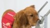 Dogs can learn to sniff out various diseases. (Courtesy - Medical Detection Dogs)