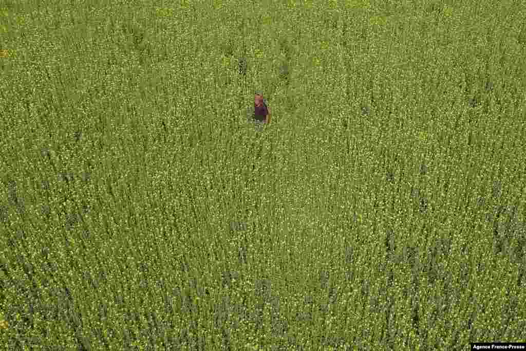 A farmer works in a field in Karanigonj on the outskirts of Dhaka, Bangladesh.