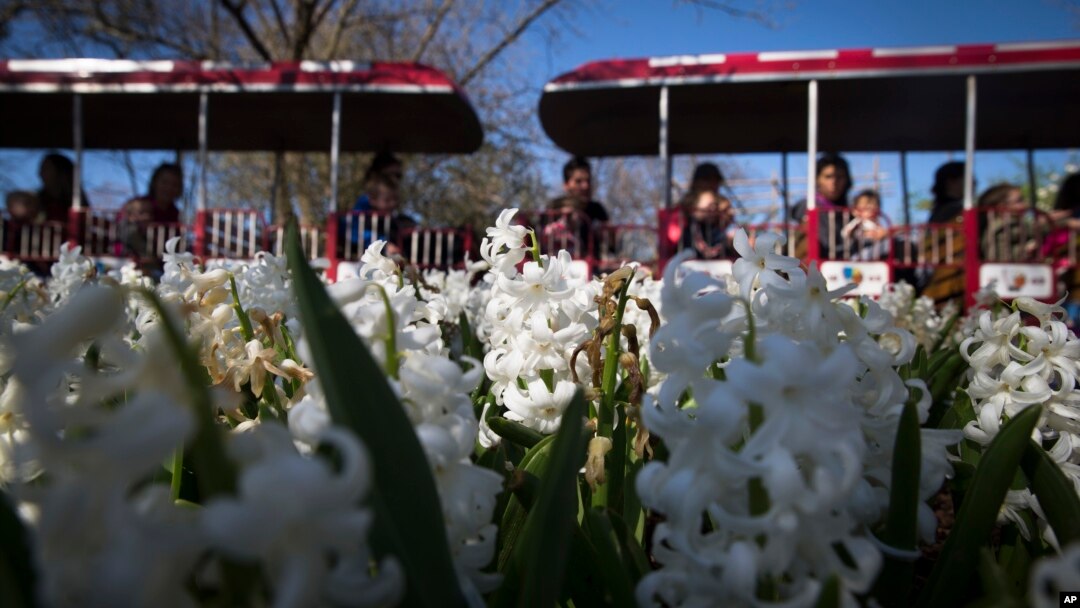 Visitors ride a monorail past blooming hyacinths at the Cincinnati Zoo and Botanical Garden, in Cincinnati, April 1, 2016. The zoo has temporarily closed its gorilla exhibit after having to shoot and kill a 17-year-old gorilla that grabbed and a 4-year-old boy who fell into a moat.