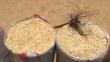 Milho produzido em Angónia a ser vendido por produtores privados