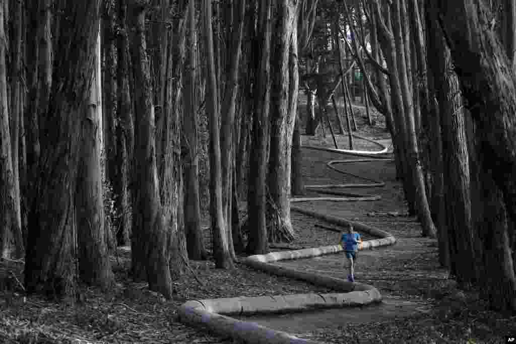 Tim Green, of Sidney, Australia, jogs alongside the sculpture Wood Line by artist Andy Goldsworthy in an eucalyptus grove in The Presidio in San Francisco, California, USA, Jan. 7, 2014.