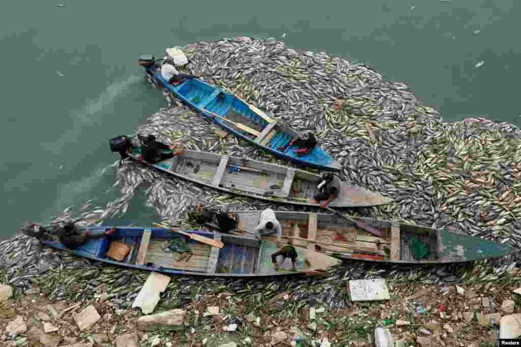 Iraqi workers in boats remove the floating dead fish from water near fish farms at the Euphrates River in Mussayab district, Iraq.