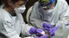 Veterinarians collect a sample from a hammer-headed fruit bat. (Credit: Wildlife Conservation Society)