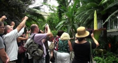 Tall, Stinky Plant is a Draw At US Botanic Garden