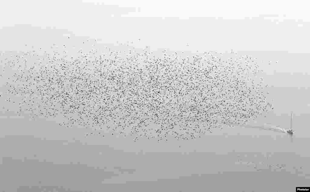 A flock of starlings fly above a boat on Lake Leman during a misty autumn day near Cully, western Switzerland.